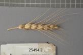 Click for 1 image(s) for this accession. Spike